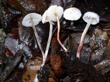 Cystolepiota seminuda image