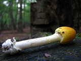 Amanita banningiana image