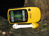 Amanita banningiana image