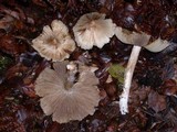 Inocybe sororia image