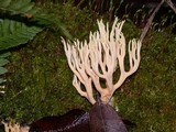 Lentaria byssiseda image