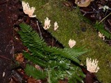 Lentaria byssiseda image