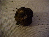 Geopora cooperi image