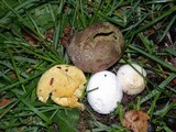 Lycoperdon pratense image