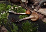 Galerina uncialis image