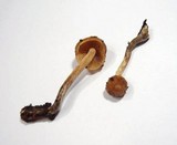 Galerina uncialis image