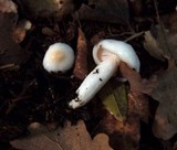 Hygrophorus eburneus image
