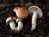 Hygrophorus pudorinus image