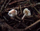 Cystolepiota seminuda image