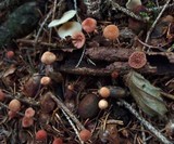 Mycena rosella image
