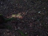 Mycena rosella image