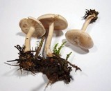 Rhodocollybia maculata image