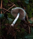 Stropharia caerulea image