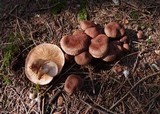 Tricholoma vaccinum image