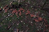 Tricholoma vaccinum image