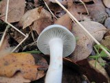 Clitocybe odora image