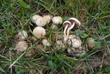 Pholiota gummosa image