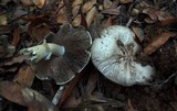 Agaricus moelleri image
