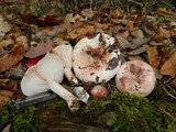 Hygrophorus russula image