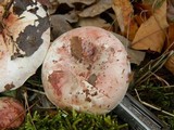 Hygrophorus russula image