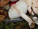 Hygrophorus russula image
