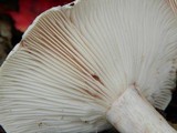 Hygrophorus russula image