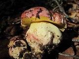 Boletus regius image