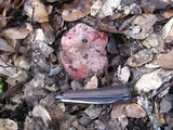 Boletus regius image