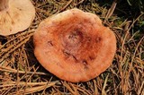Lactarius vinaceorufescens image