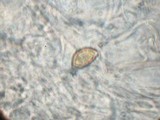 Hebeloma crustuliniforme image