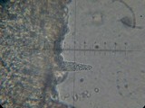 Lactarius vinaceorufescens image