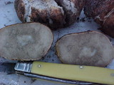 Rhizopogon rubescens image