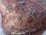 Rhizopogon rubescens image
