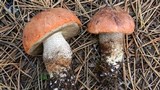 Leccinum manzanitae image