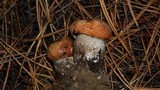 Leccinum manzanitae image