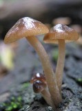 Bolbitius callistus image