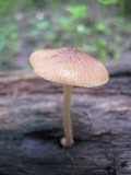 Bolbitius callistus image