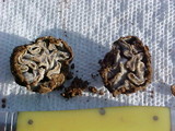 Geopora cooperi image