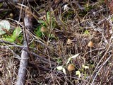 Psilocybe pelliculosa image