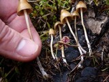 Psilocybe pelliculosa image