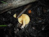 Gymnopilus penetrans image
