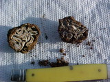Geopora cooperi image