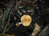 Gymnopilus penetrans image