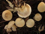 Leucopaxillus albissimus image