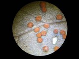 Badhamia rubiginosa image