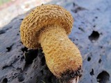 Leucopholiota decorosa image