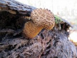 Leucopholiota decorosa image