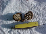 Geopora cooperi image