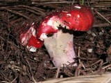 Russula sanguinaria image