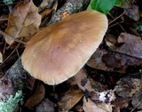 Rhodocollybia butyracea image